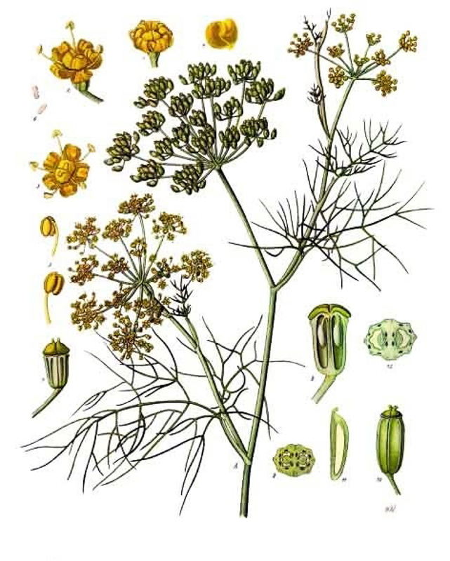 Florence fennel