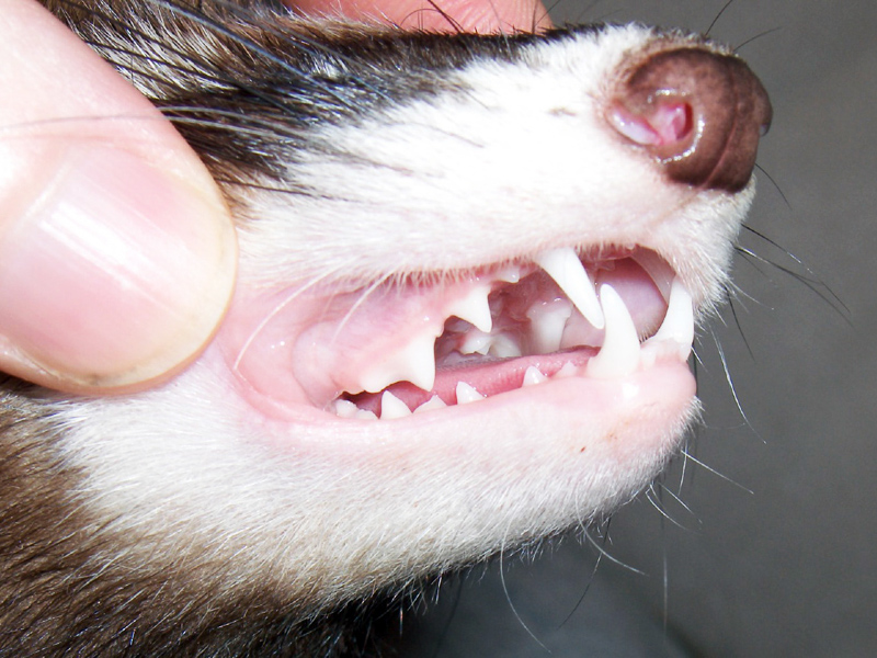 FERRET - Definition and synonyms of ferret in the English dictionary