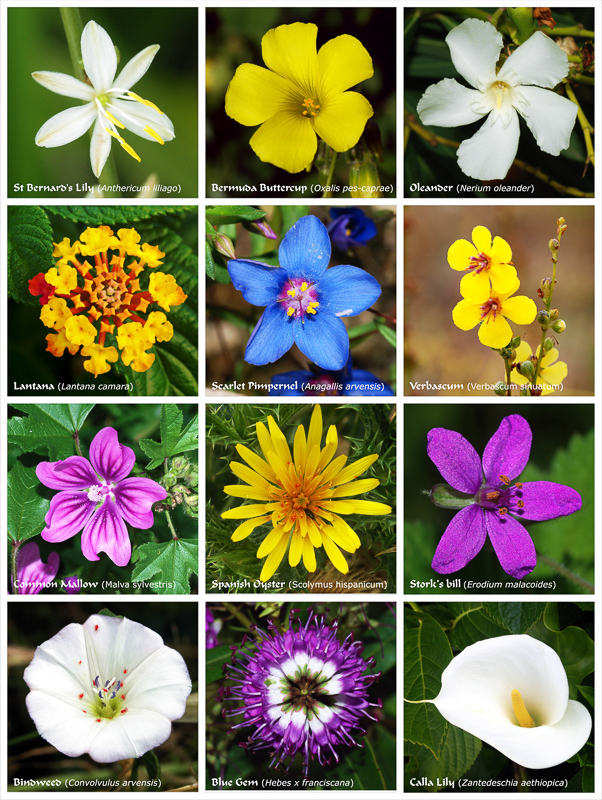 FLOWER - Definição e sinônimos de flower no dicionário inglês