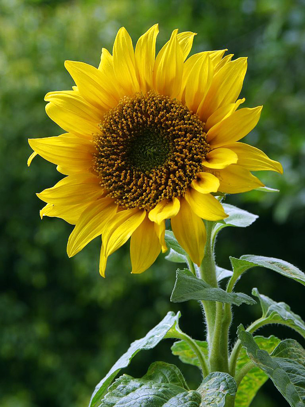 SUNFLOWER - Definição e sinônimos de sunflower no dicionário inglês