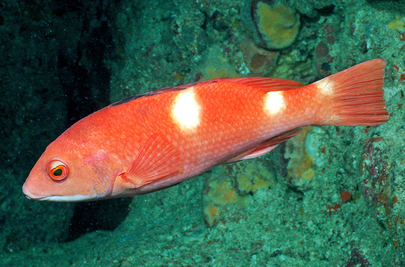 foxfish