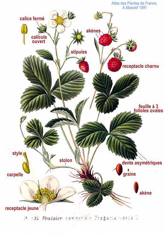 Wild Strawberry 英語辞典でのwild Strawberryの定義と同義語