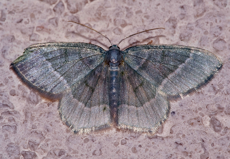 emerald moth