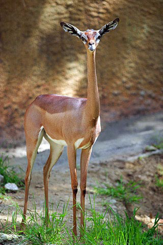 GERENUK - Definition and synonyms of gerenuk in the English dictionary