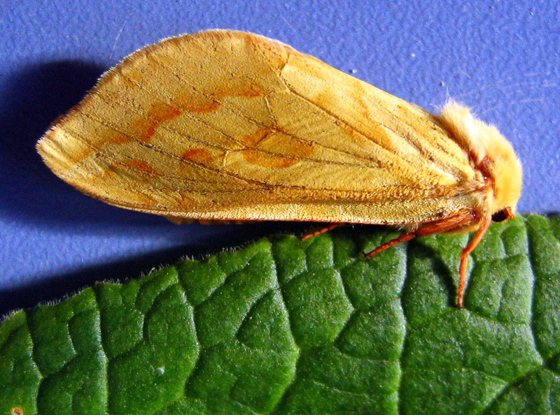 ghost moth