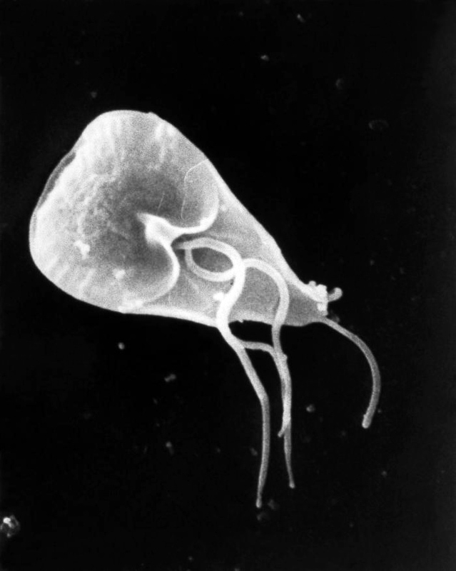 giardia meaning in tamil