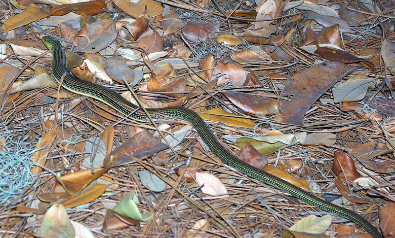 glass snake