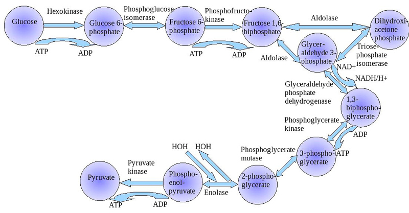 GLYCOLYSIS - Definition and synonyms of glycolysis in the English dictionary