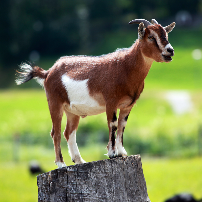 he-goat