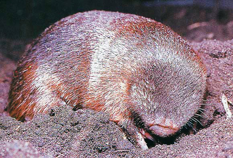 GOLDEN MOLE - Definition and synonyms of golden mole in the English  dictionary