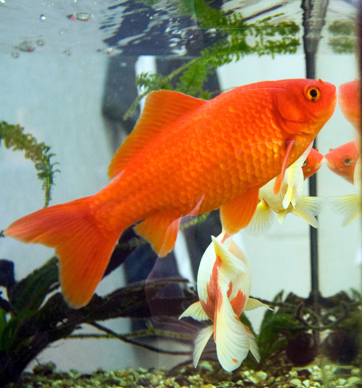 Goldfish 在英语词典里goldfish 的定义和近义词