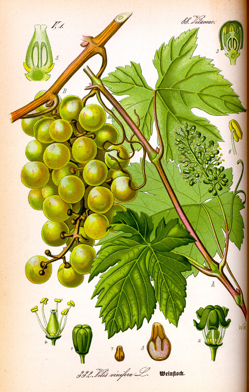 grapeseed