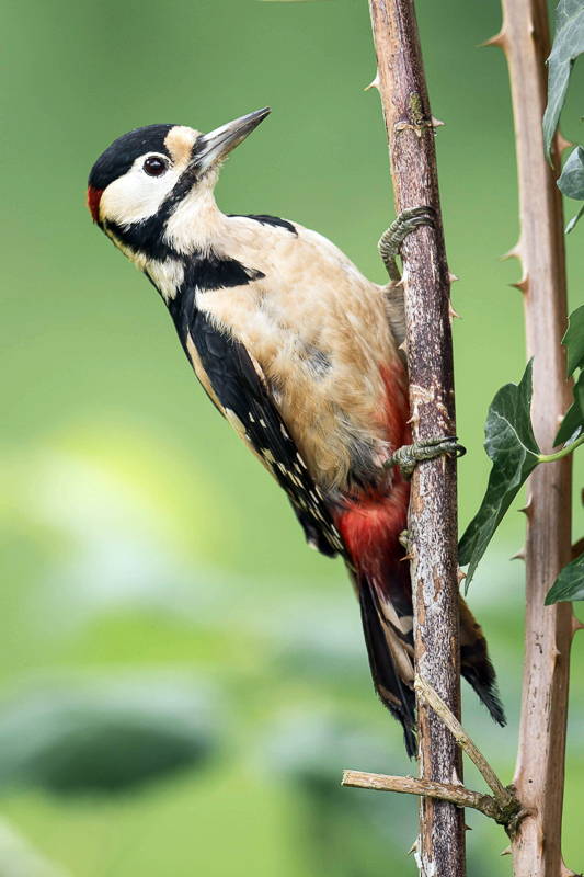 greater spotted woodpecker