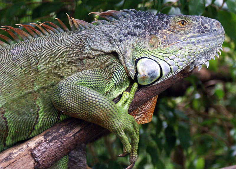 common iguana