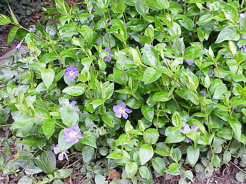 ground cover