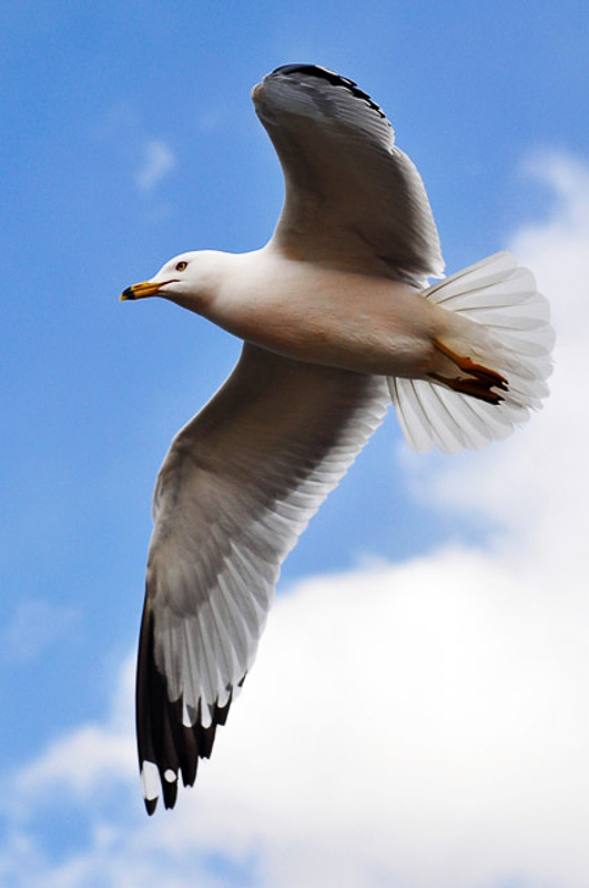 Seagull 英語辞典でのseagullの定義と同義語