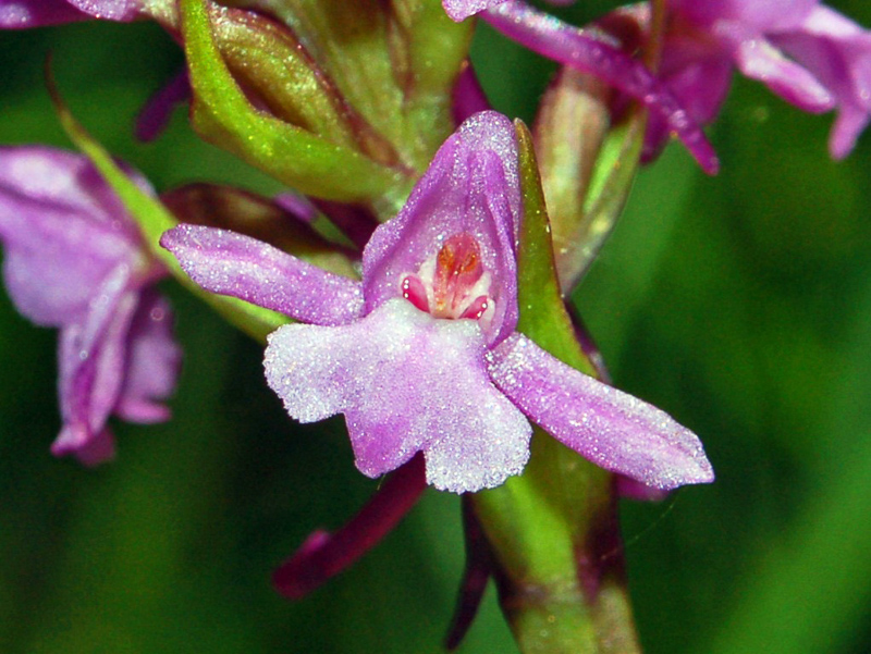 fragrant orchid