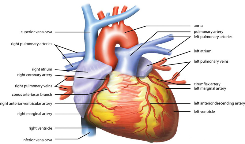 cardiogenic