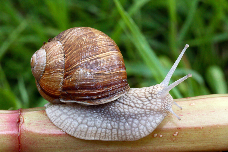 edible snail