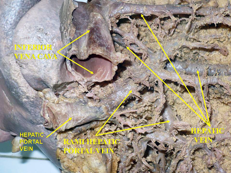 hepatic portal vein