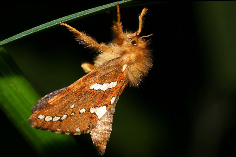 swift moth