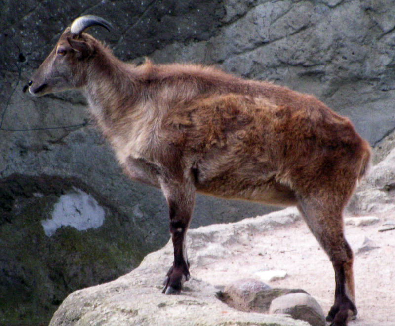 Corrections for Toy Animal Wiki - Page 17 Himalayan-tahr