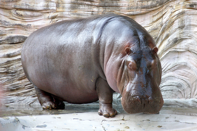 Hippopotamus 英語辞典でのhippopotamusの定義と同義語