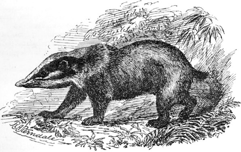 hog badger
