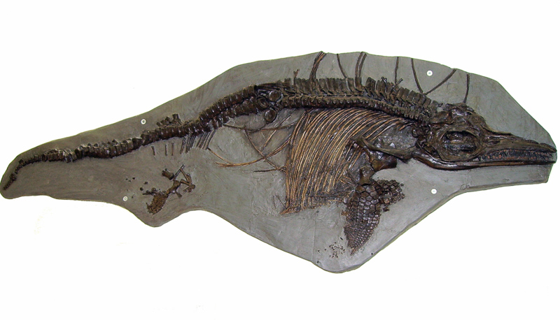 ichthyosaurus