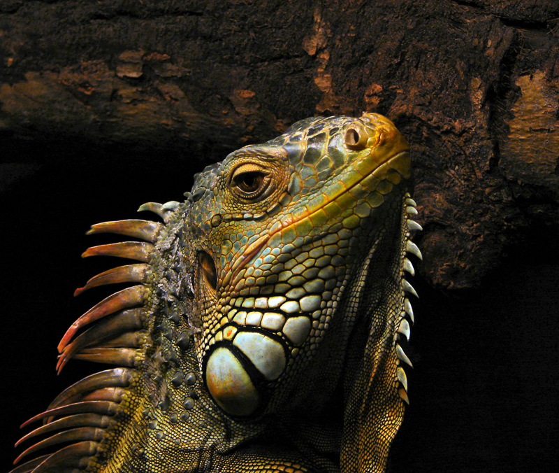 Iguana Definition And Synonyms Of Iguana In The English Dictionary