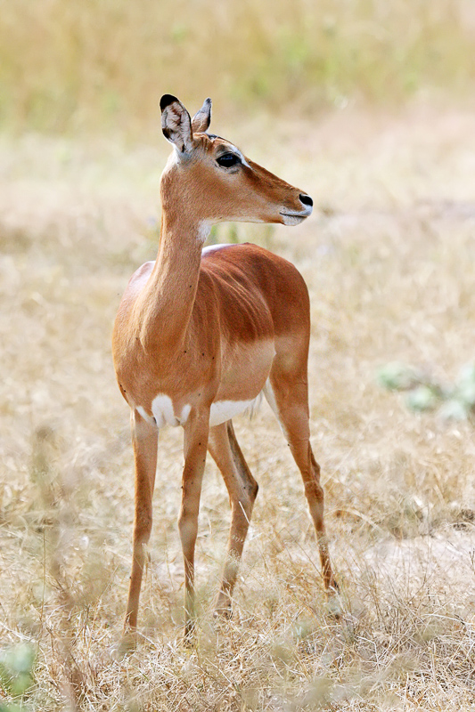 IMPALA - Definition and synonyms of impala in the English dictionary