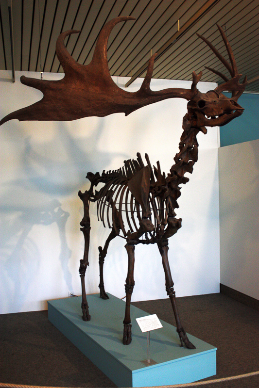 IRISH ELK - Definition and synonyms of Irish elk in the English dictionary