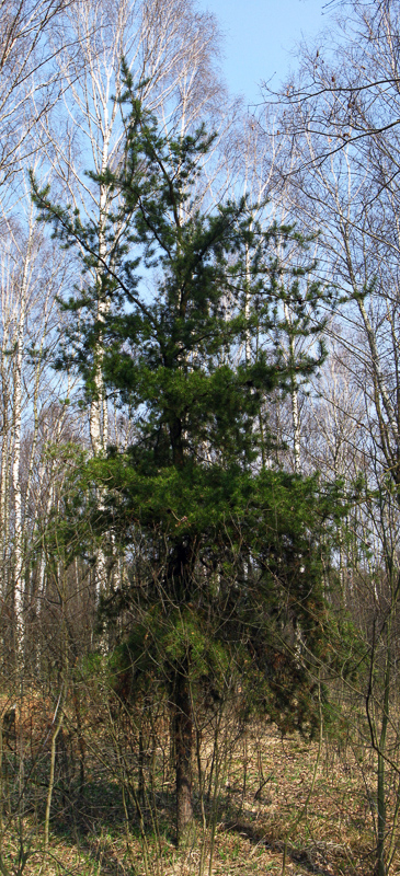 jack pine