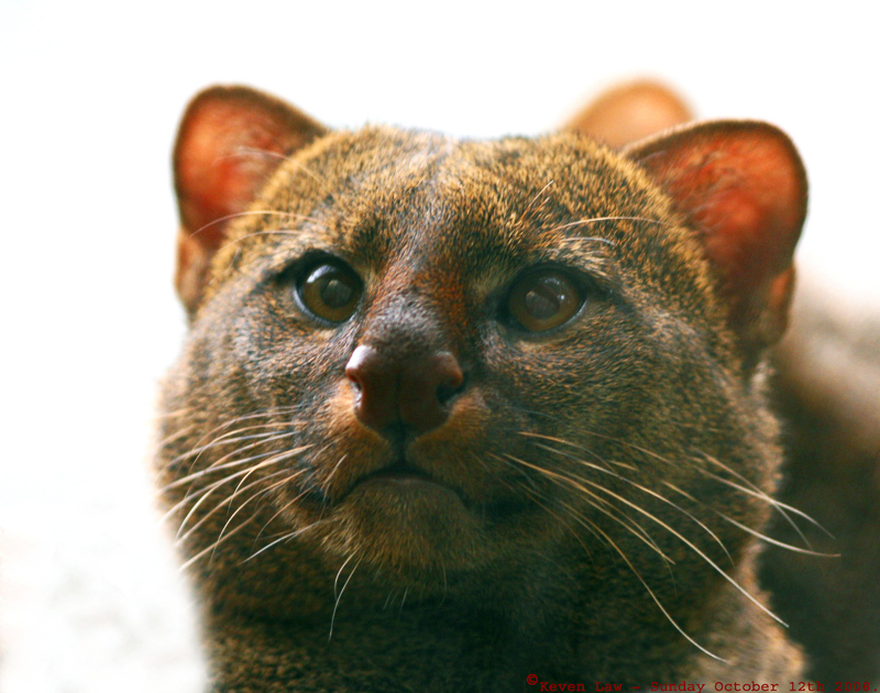 Jaguarundi Definition And Synonyms Of Jaguarundi In The English
