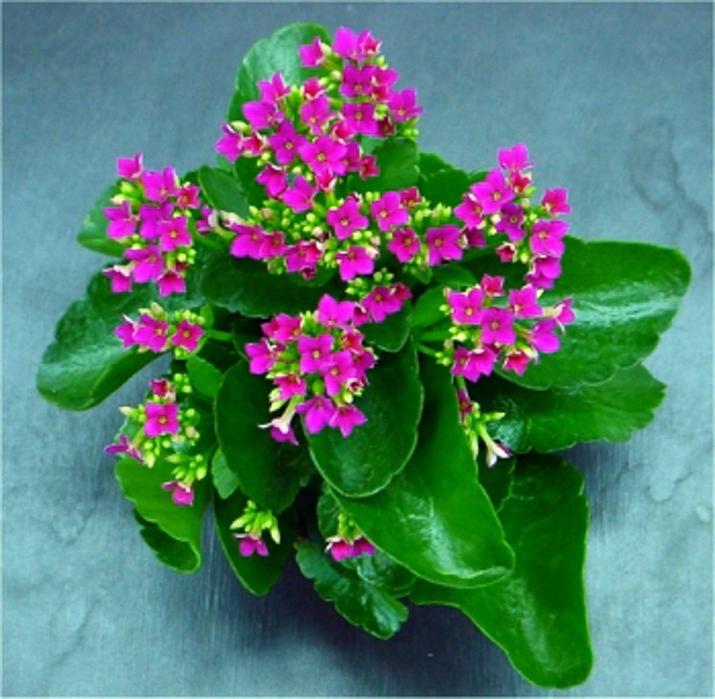 Kalanchoe Definition And Synonyms Of Kalanchoe In The English Dictionary