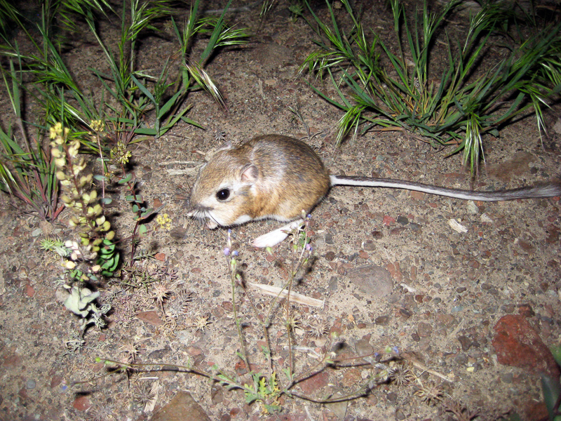kangaroo mouse