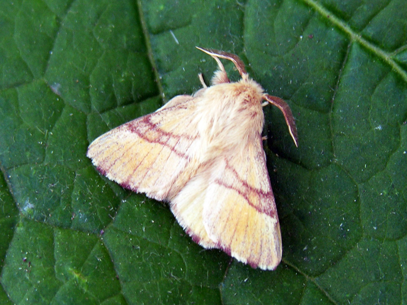 lackey moth