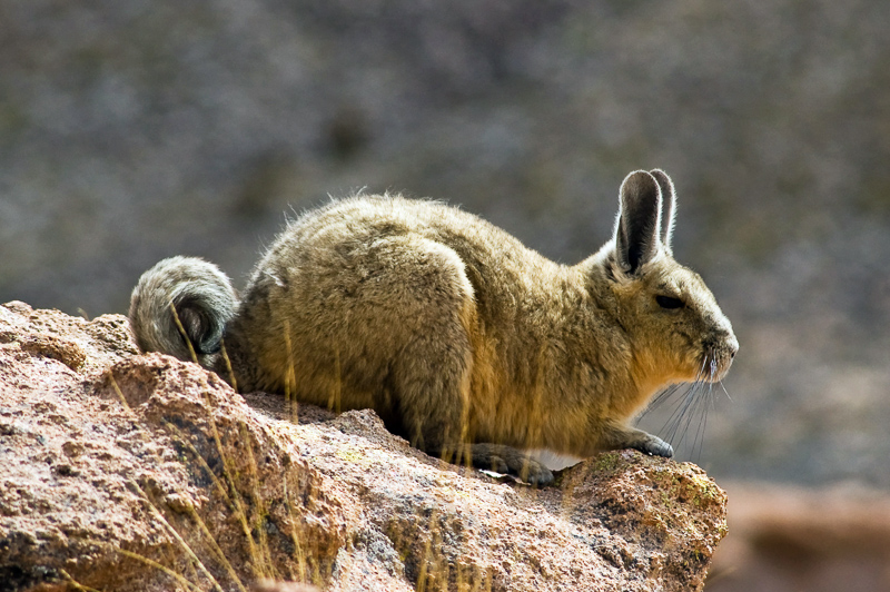 mountain viscacha