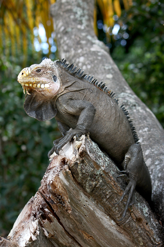 lesser Antillean iguana