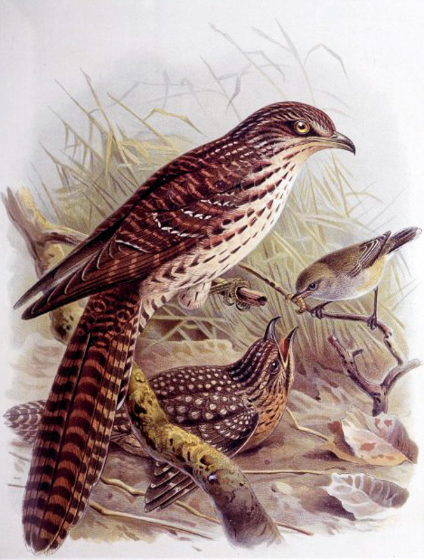 long-tailed cuckoo