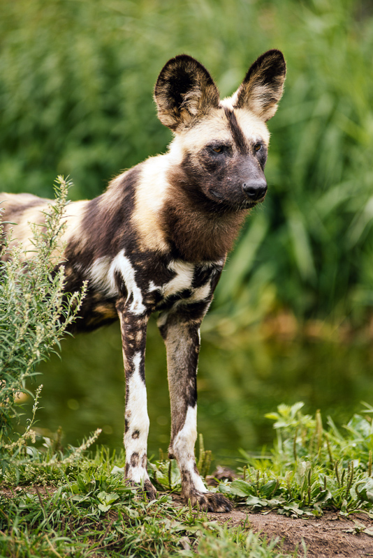 painted hunting dog