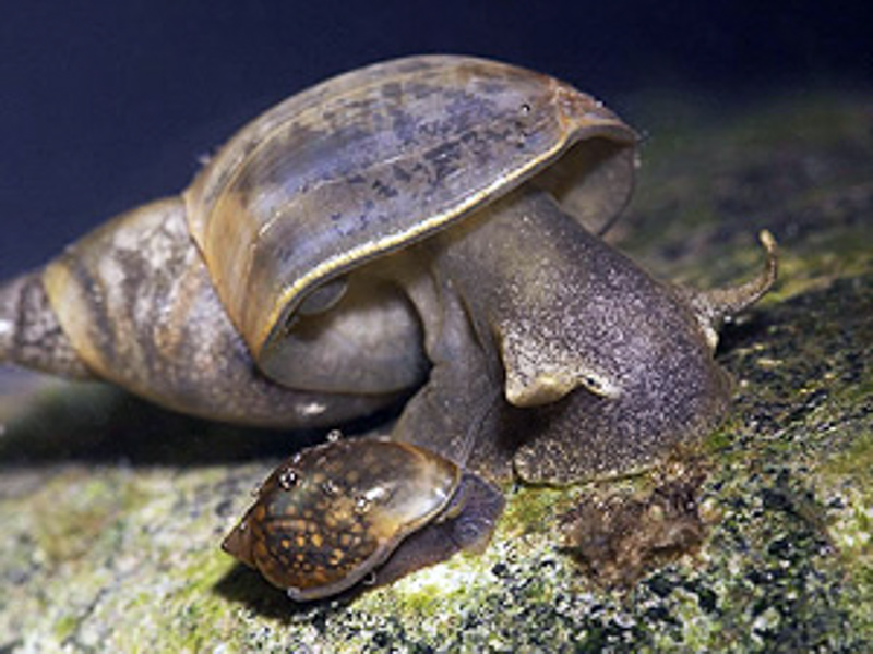 Pond Snail 英語辞典でのpond Snailの定義と同義語