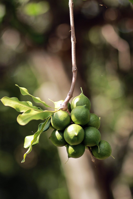 Queensland nut