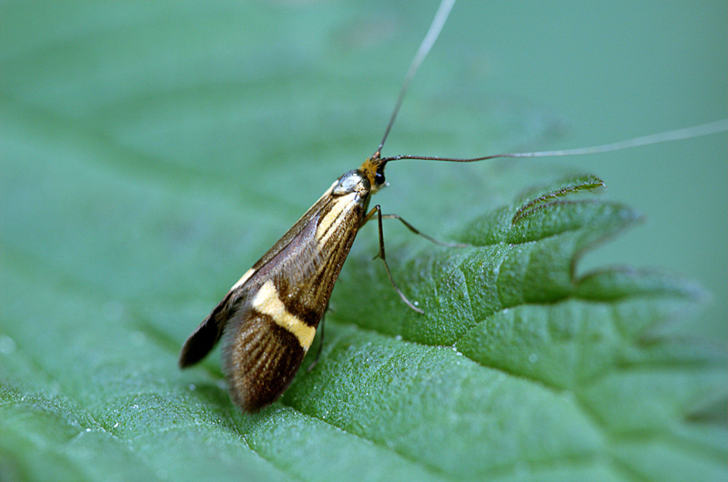 macrolepidoptera