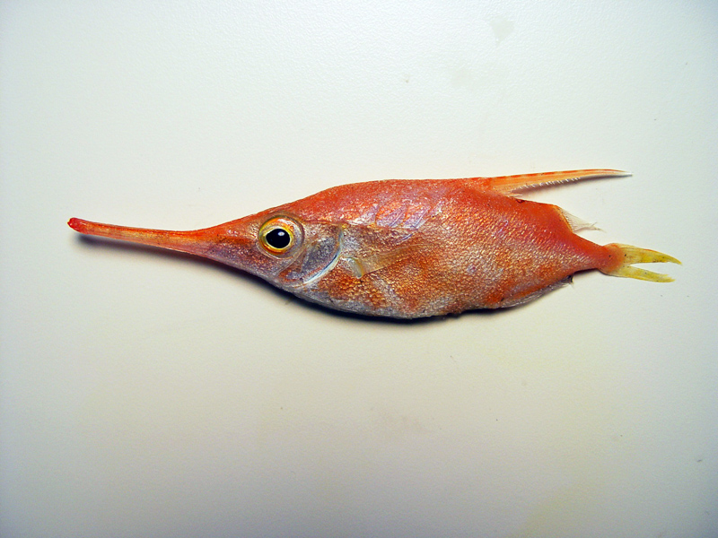 snipefish
