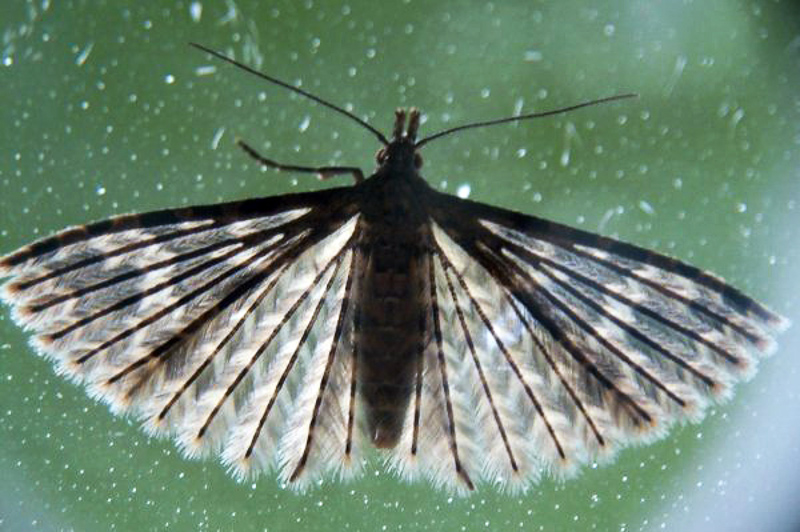 many-plumed moth
