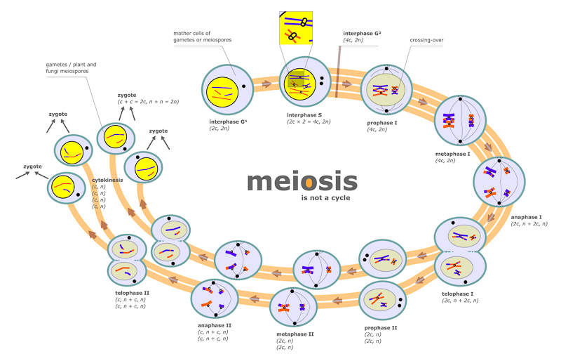 meioses