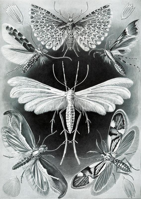 microlepidoptera