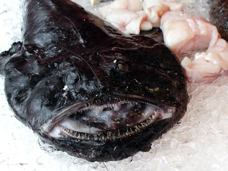 Monkfish Definition And Synonyms Of Monkfish In The English Dictionary