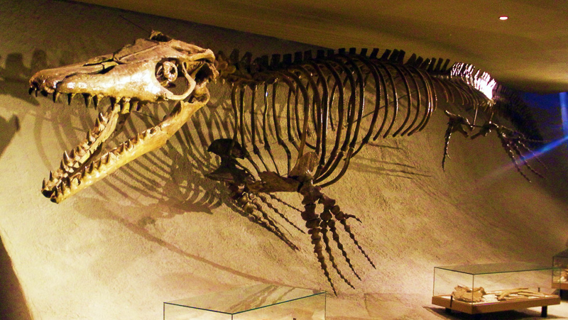 mosasaurus